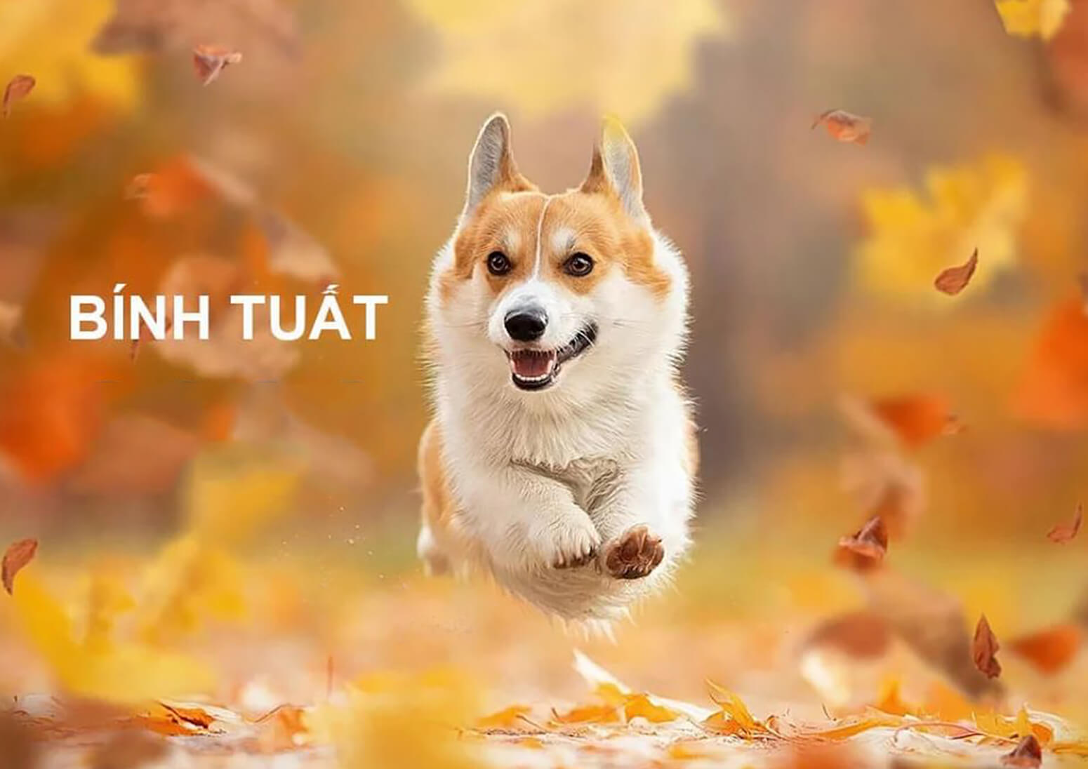 Luận giải tử vi trọn đời người sinh năm 1946 - 2006